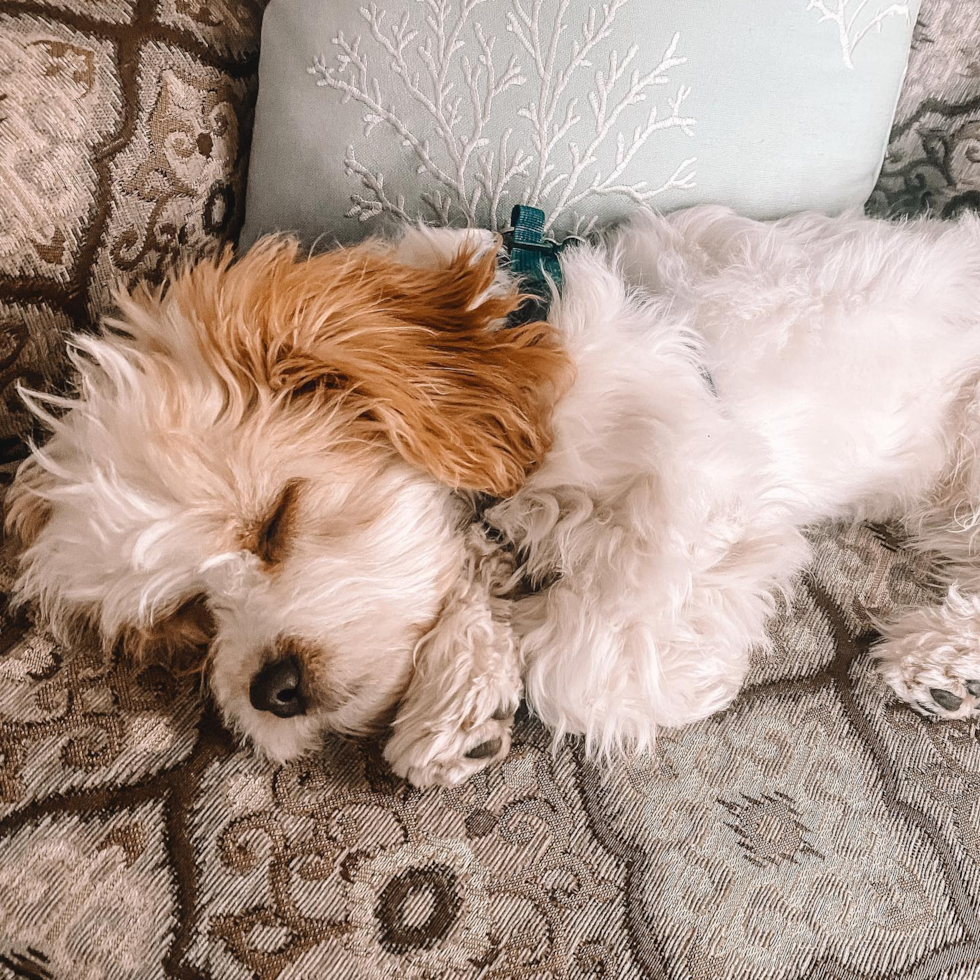 Cavachon Being Cute