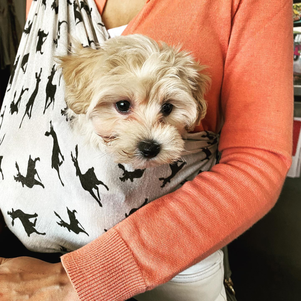 Brooklyn Maltipoo Pup