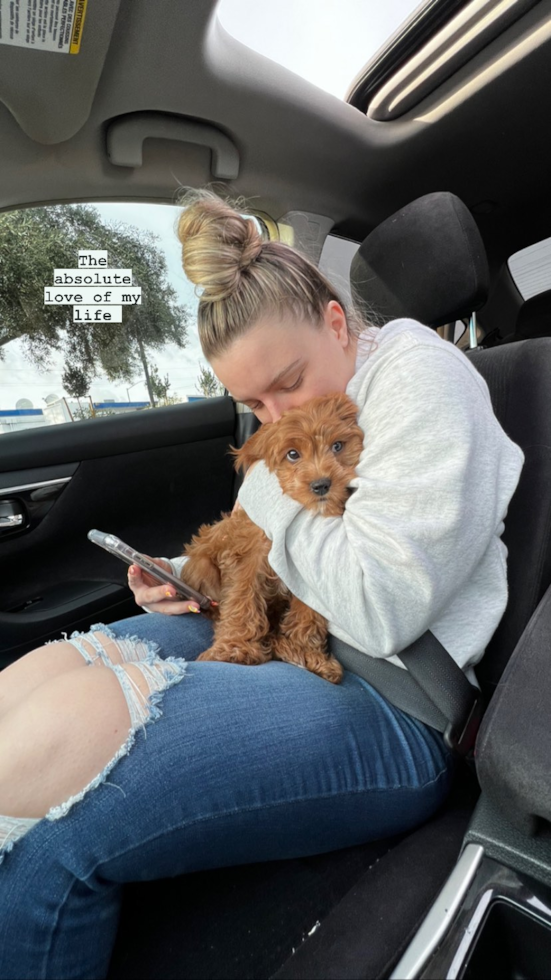 Sweet Cavapoo Pup