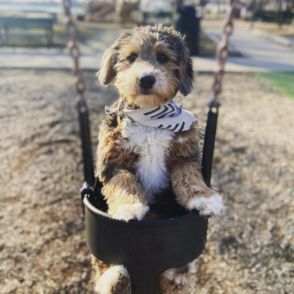 Mini Bernedoodle Being Cute