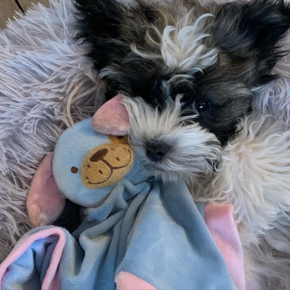 Small Havanese Purebred Pup