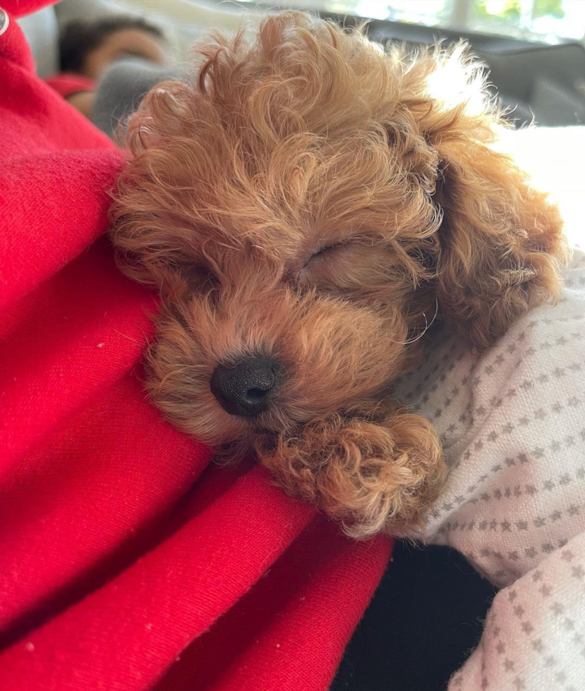 Little Maltepoo Poodle Mix Pup