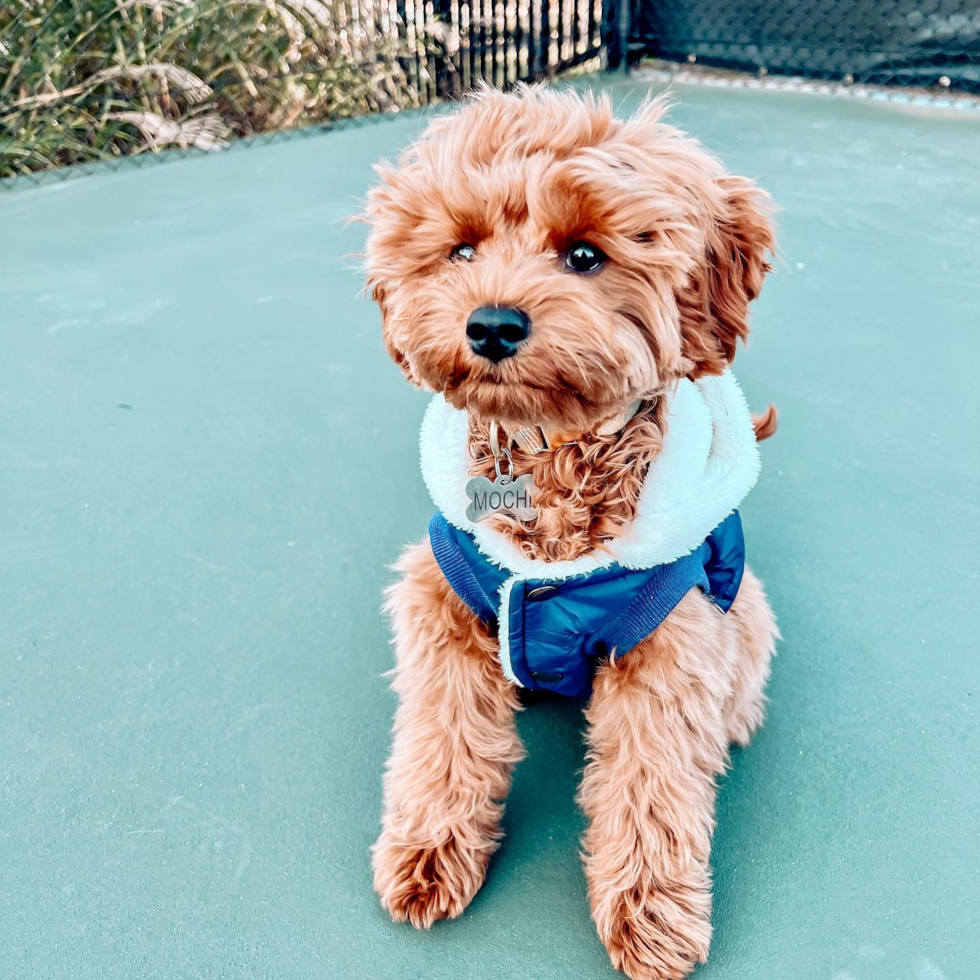 Smart Cavapoo Poodle Mix Pup