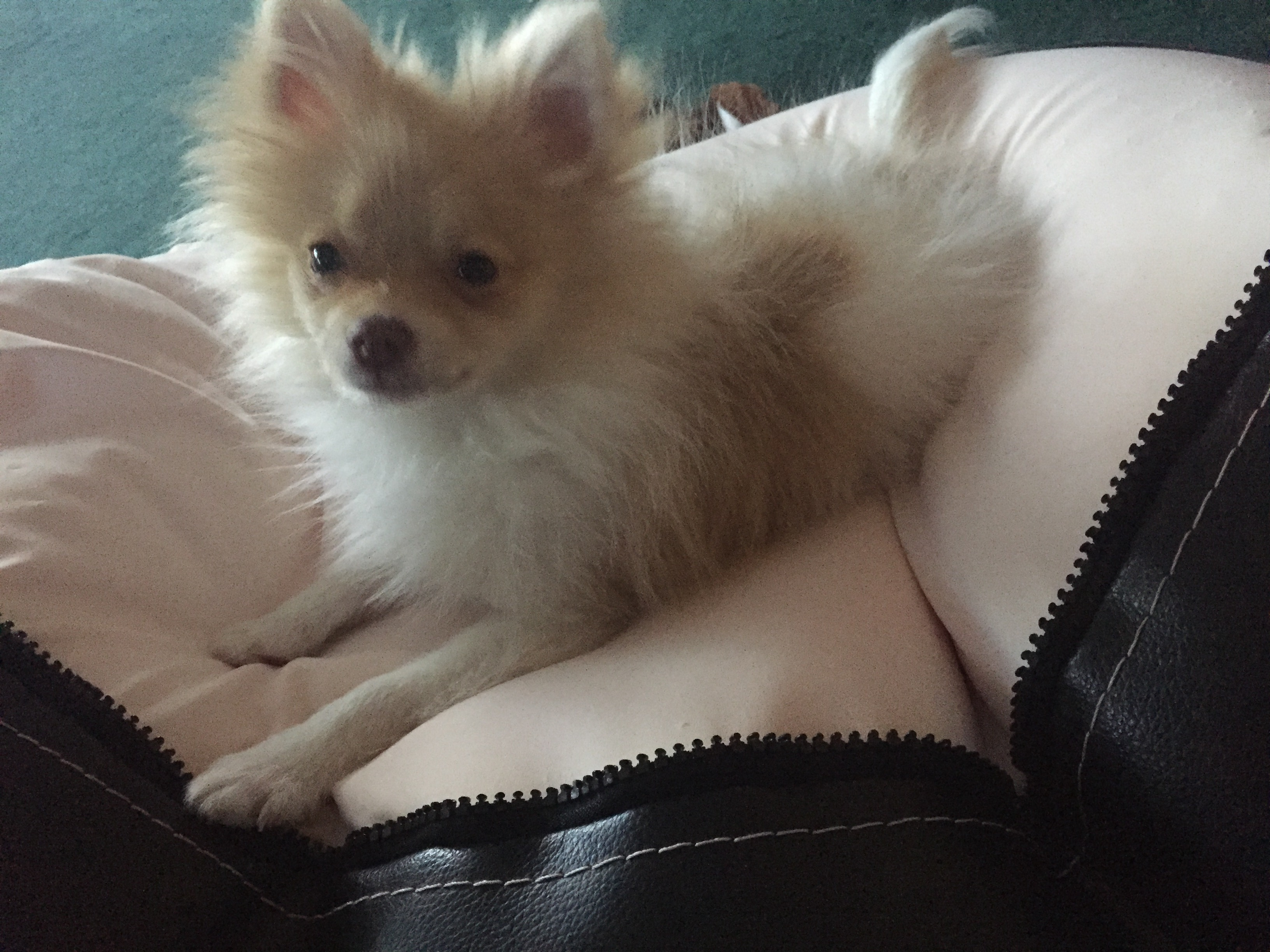 Playful Pomeranian Baby