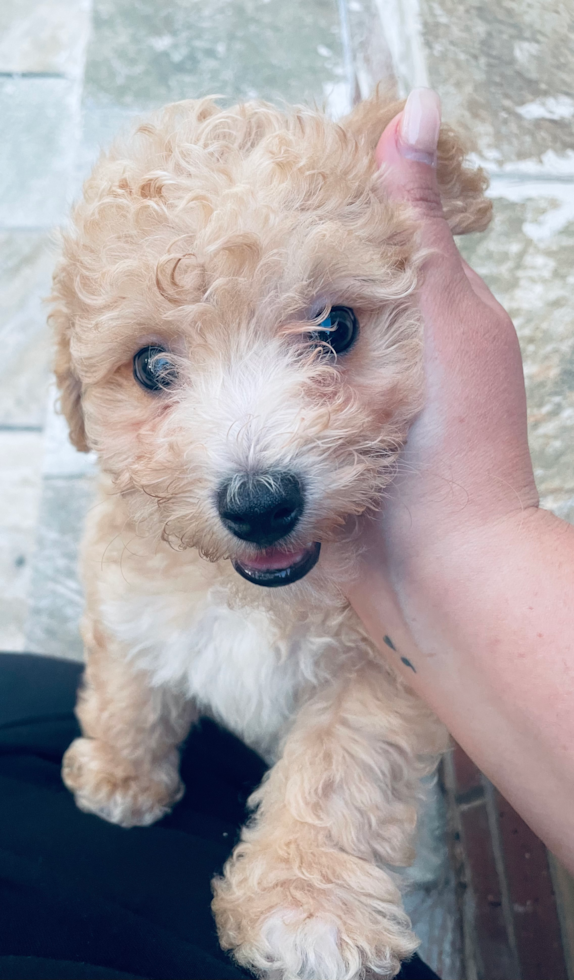 Niles Poochon Pup