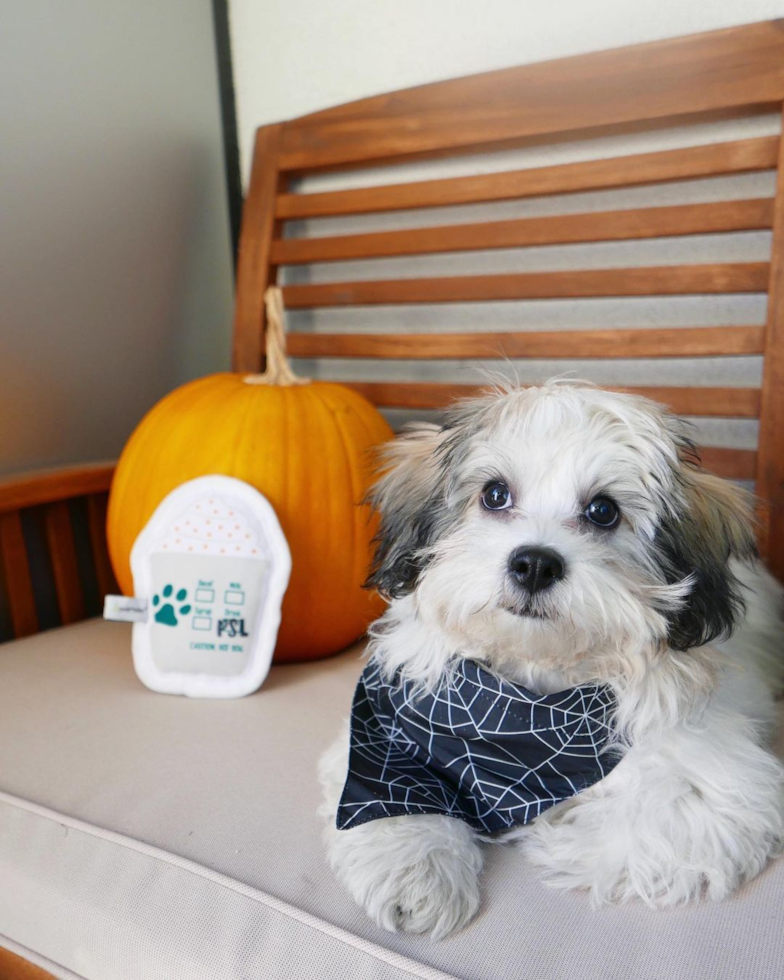 Friendly Teddy Bear Pup