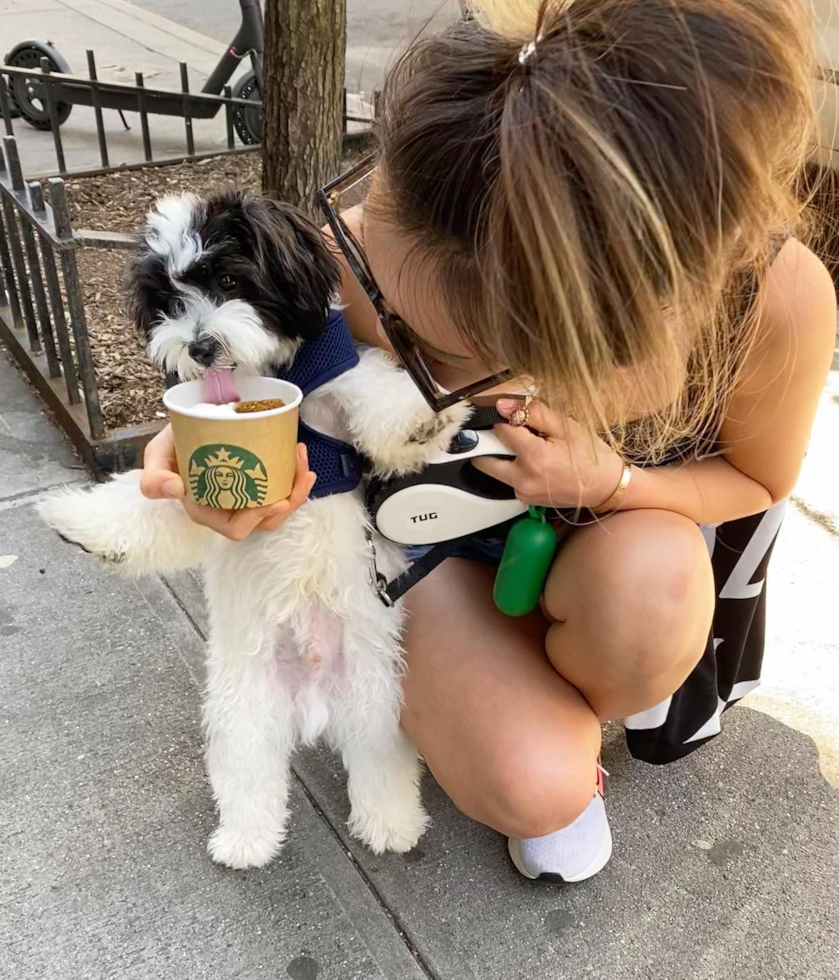 Popular Havanese Purebred Pup