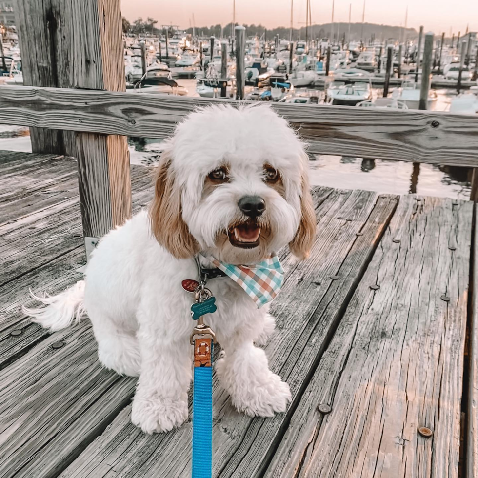 Cavachon Being Cute