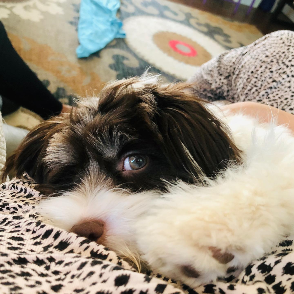 Sweet Havanese Purebred Pup