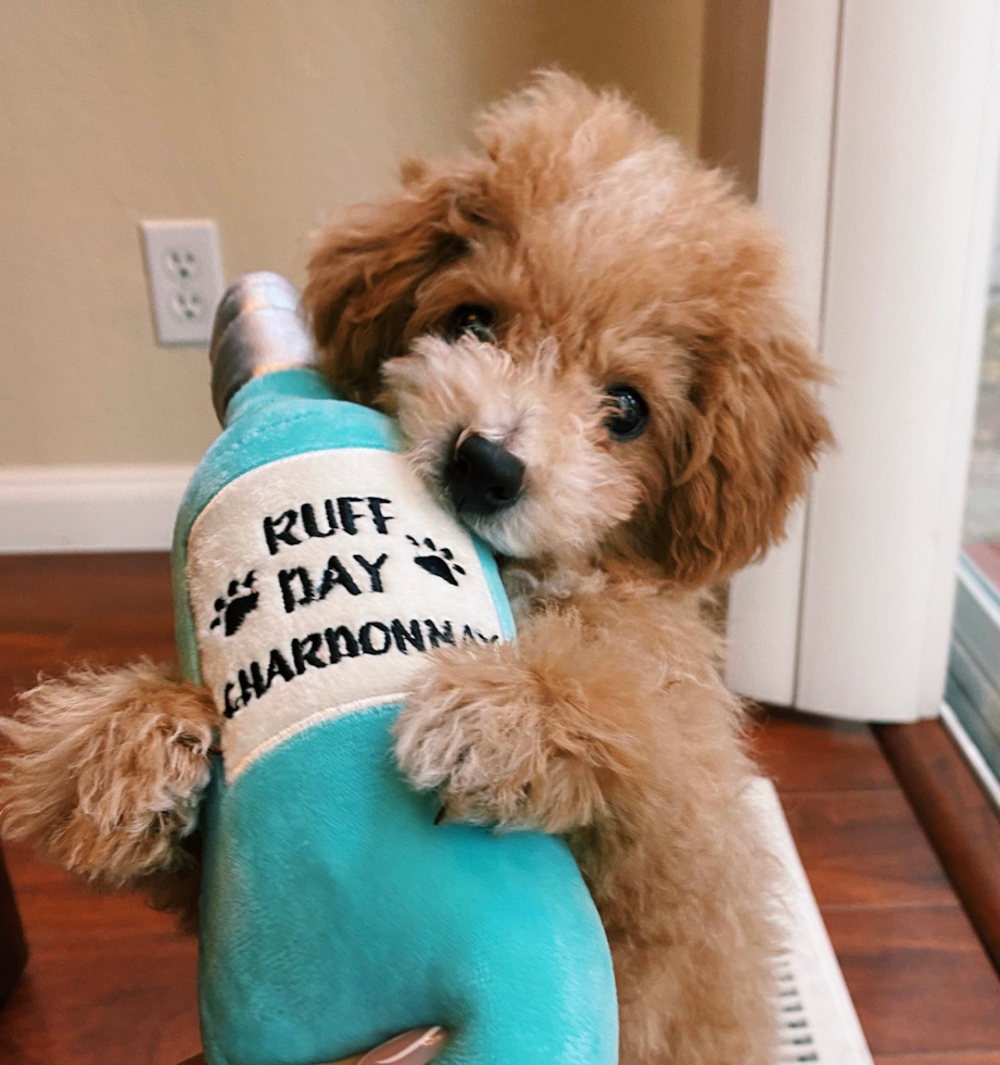 Happy Poochon Pup in Pleasanton CA