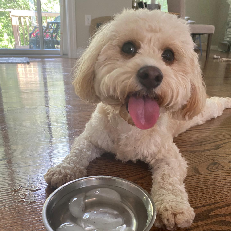 Happy Cavapoo Pup