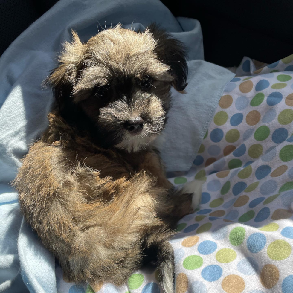 Popular Havanese Pup