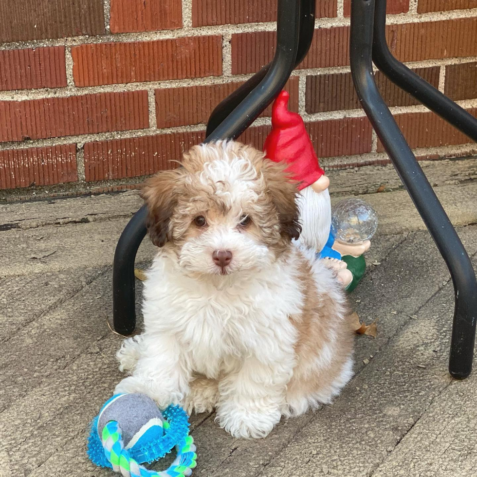 Sweet Havapoo Pup in Cincinnati OH