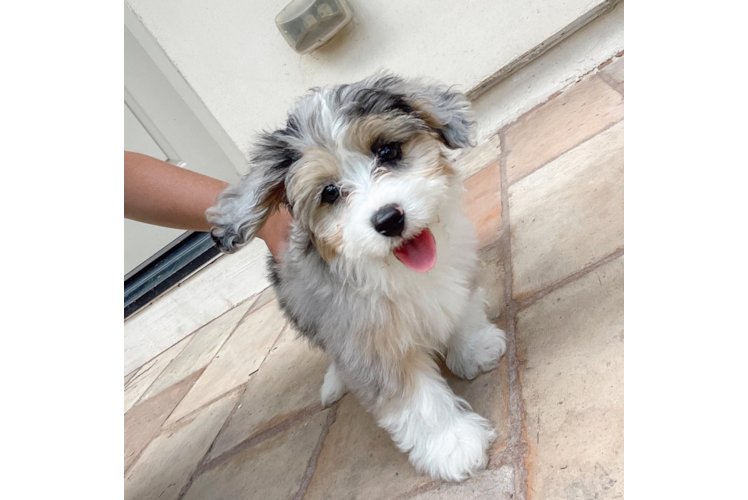 Popular Mini Aussiedoodle Poodle Mix Pup