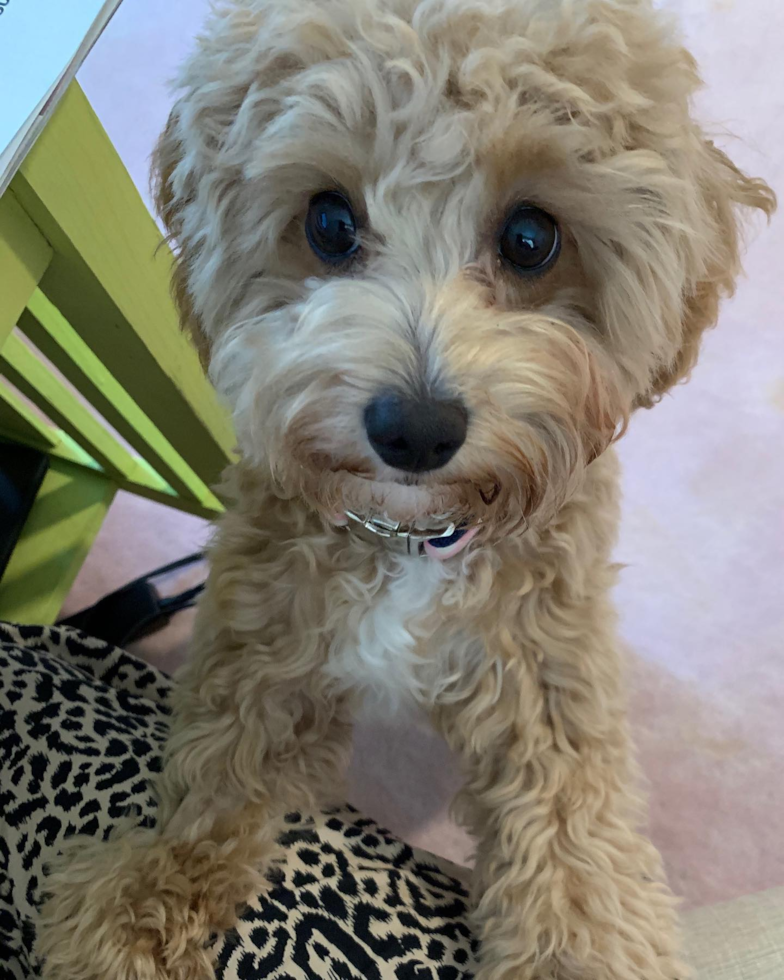 Mechanicsville Cavapoo Pup