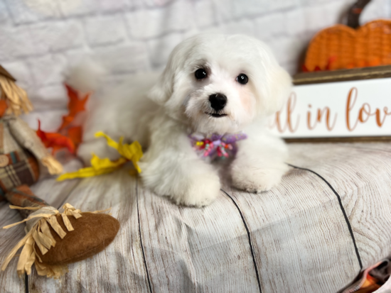 Popular Maltese Purebred Pup