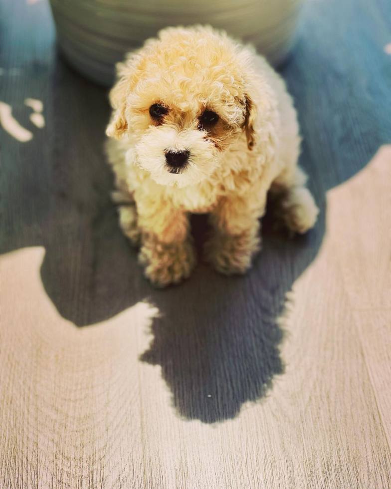 Atlanta Poochon Pup