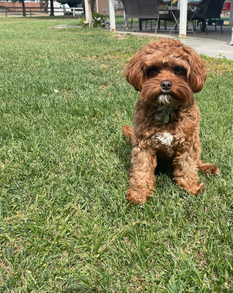 Cavapoo Being Cute