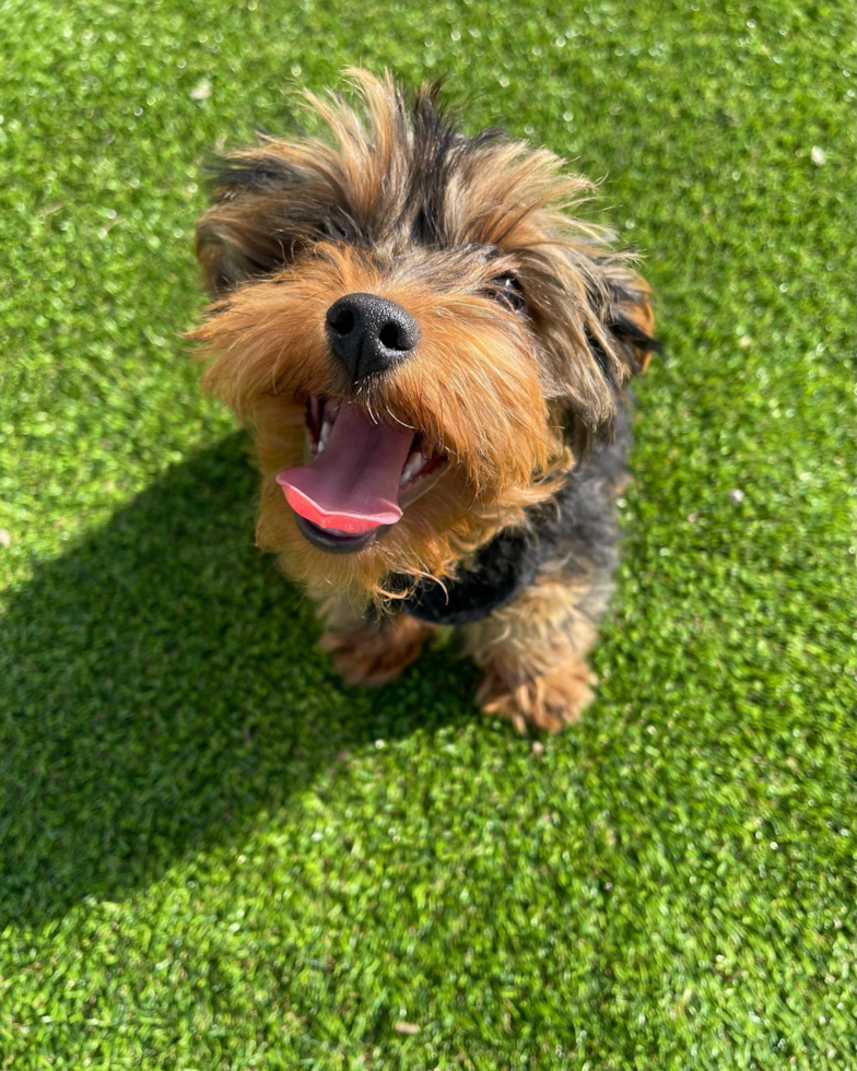 Friendly Yorkie Poo Pup in Jersey City NJ