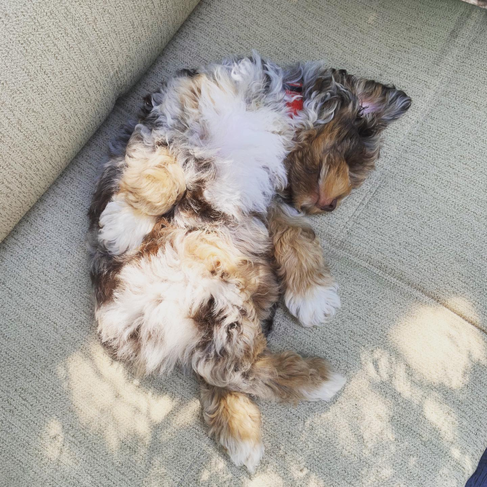 Encino Mini Aussiedoodle Pup