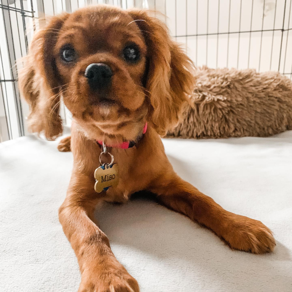 Cavalier King Charles Spaniel Being Cute