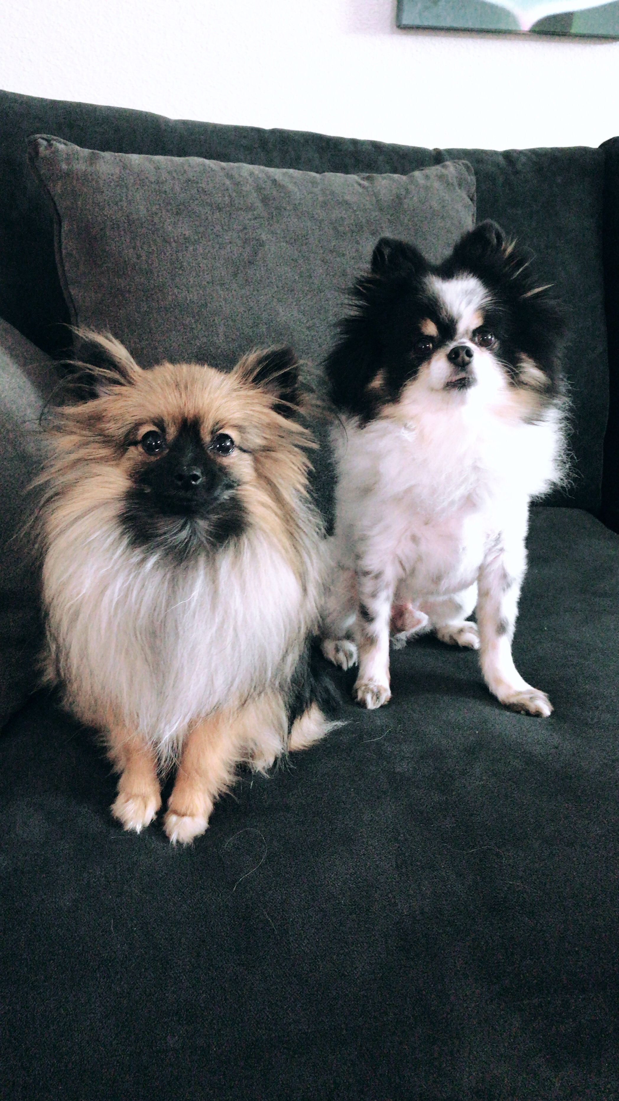 Sweet Pomeranian Purebred Puppy
