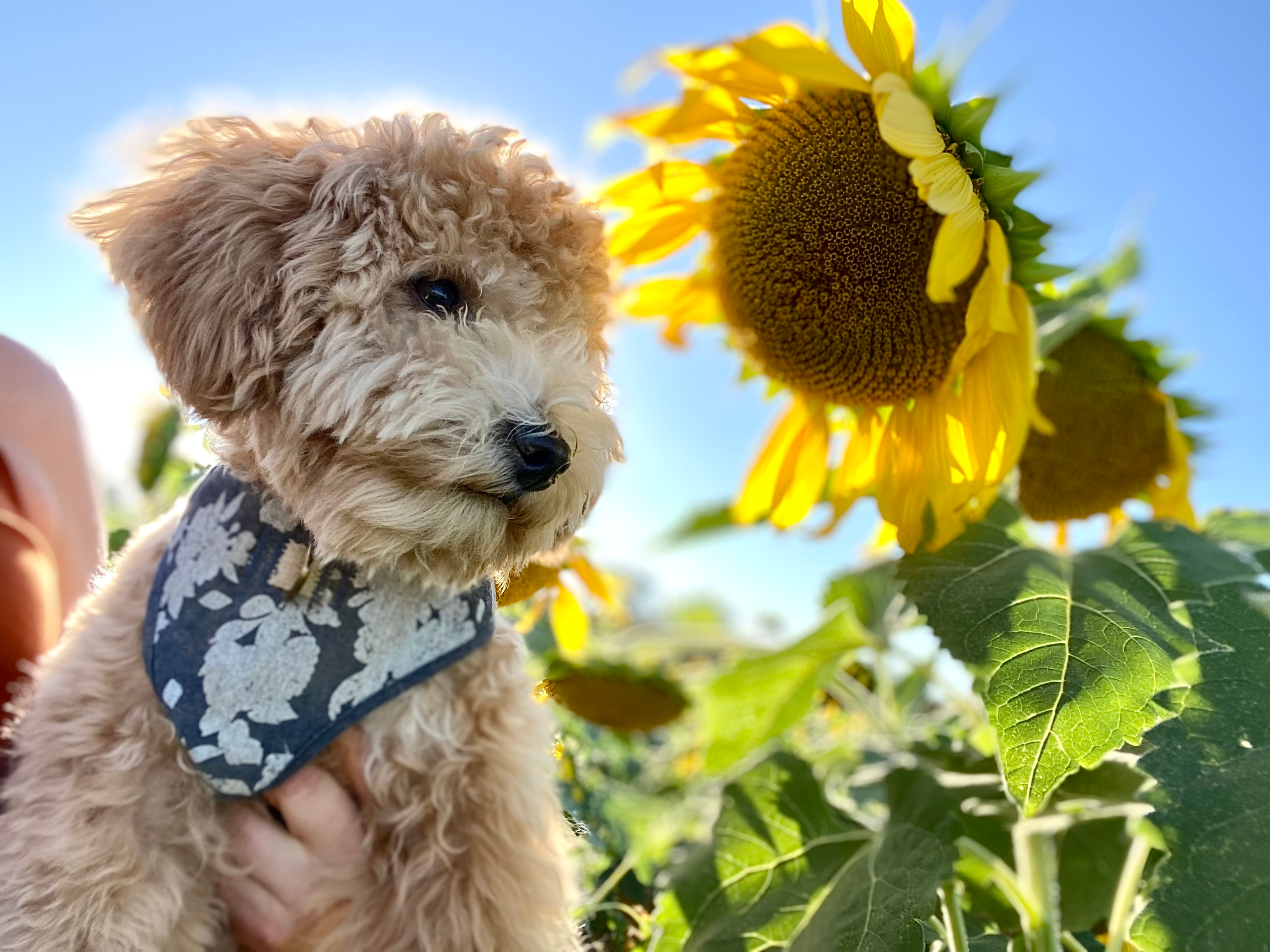Happy Poochon Baby