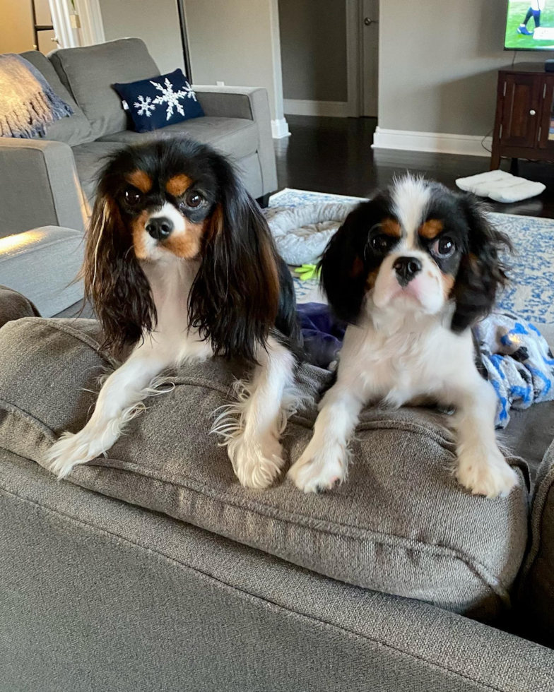 Happy Cavalier King Charles Spaniel Pup in Jackson OH