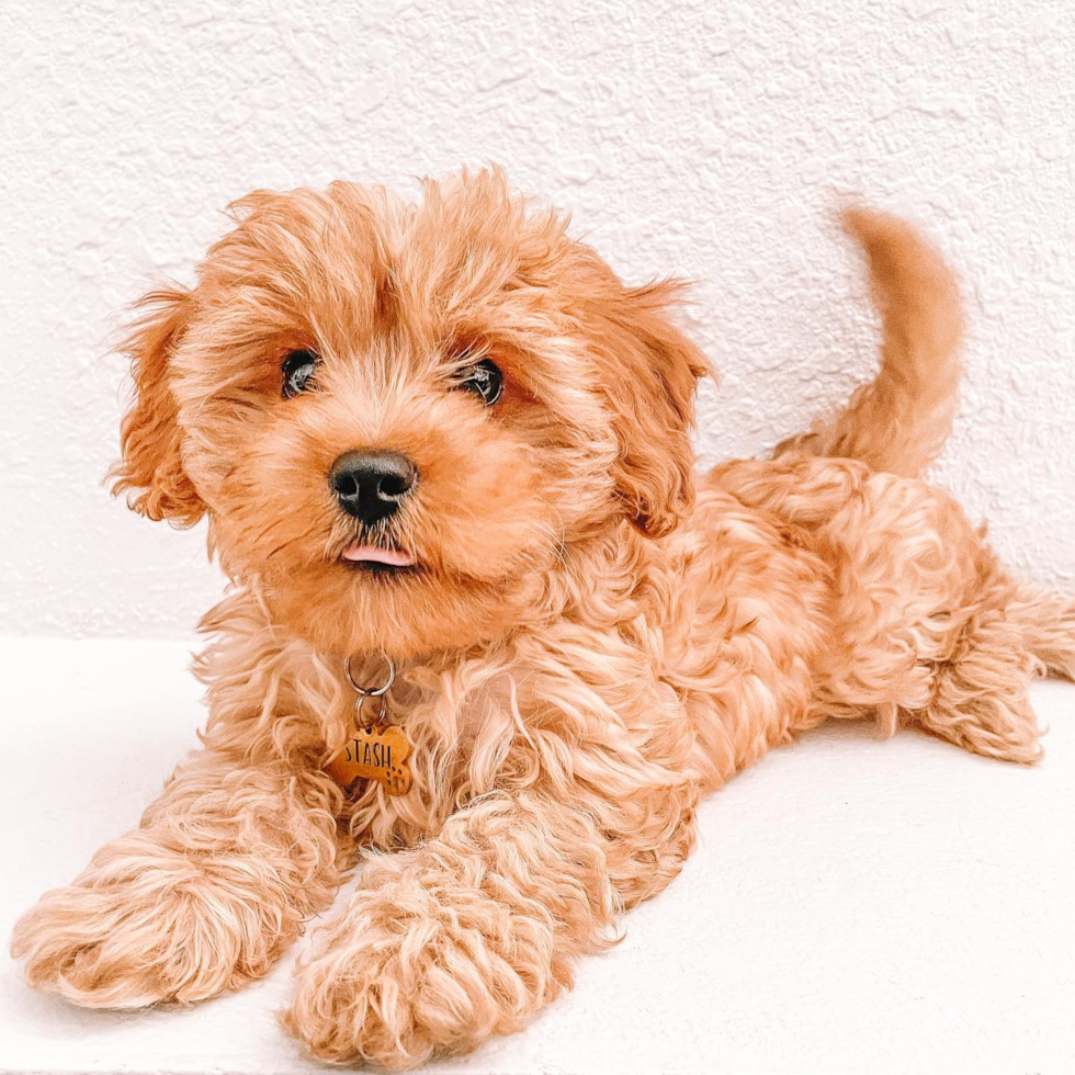 Energetic Cavoodle Poodle Mix Pup