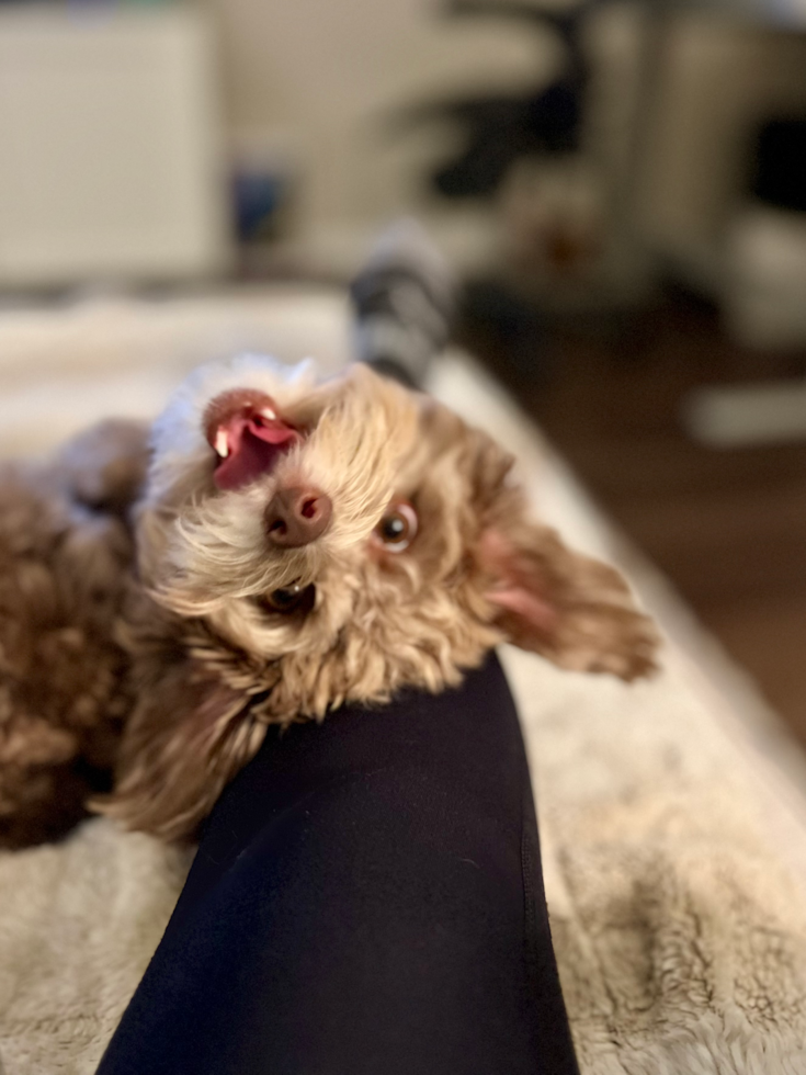 Small Mini Aussiedoodle Pup in