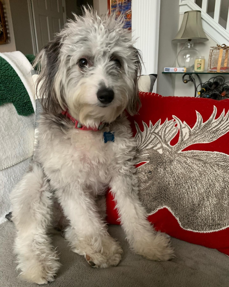 Petite Mini Aussiedoodle Poodle Mix Pup