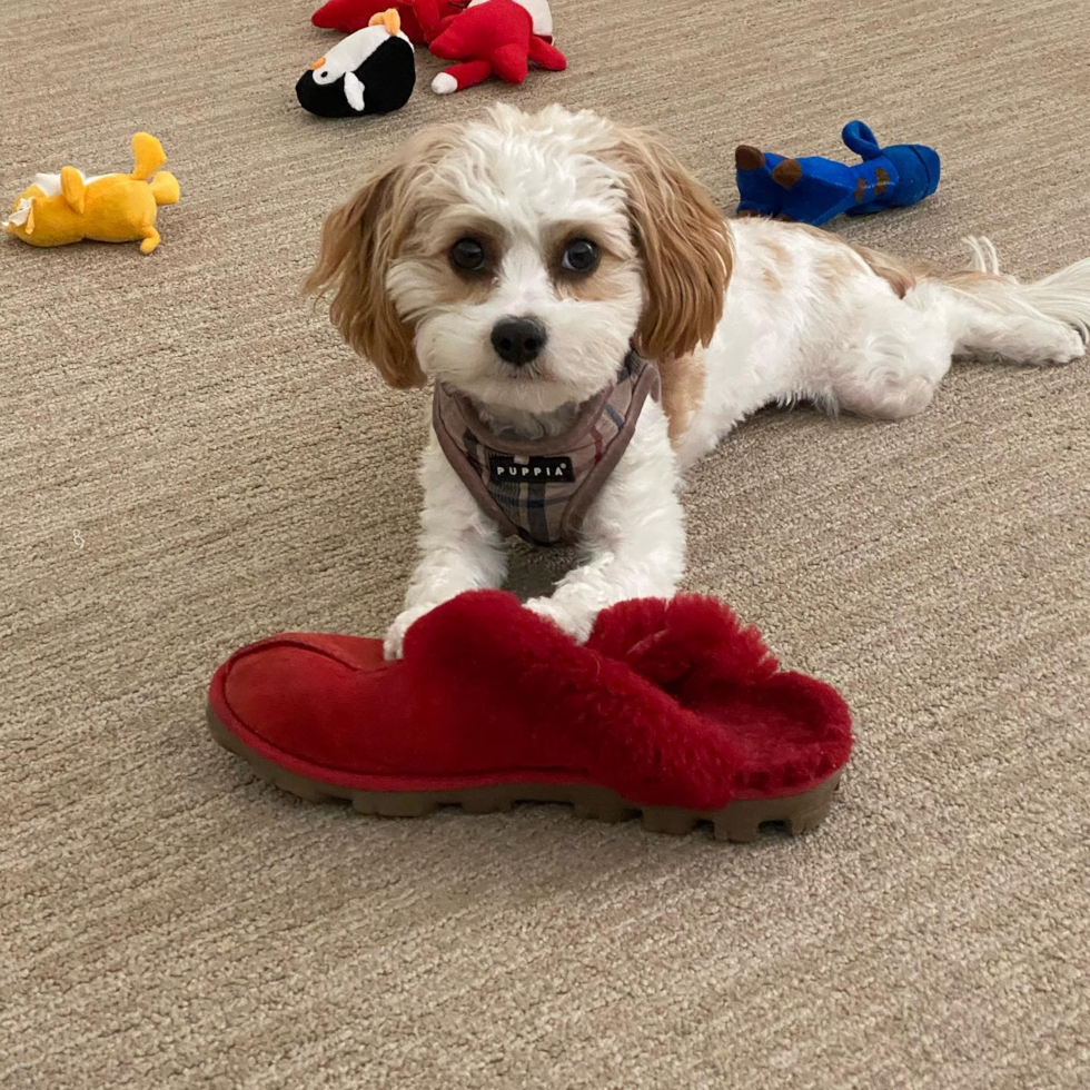 Los Angeles Cavachon Pup