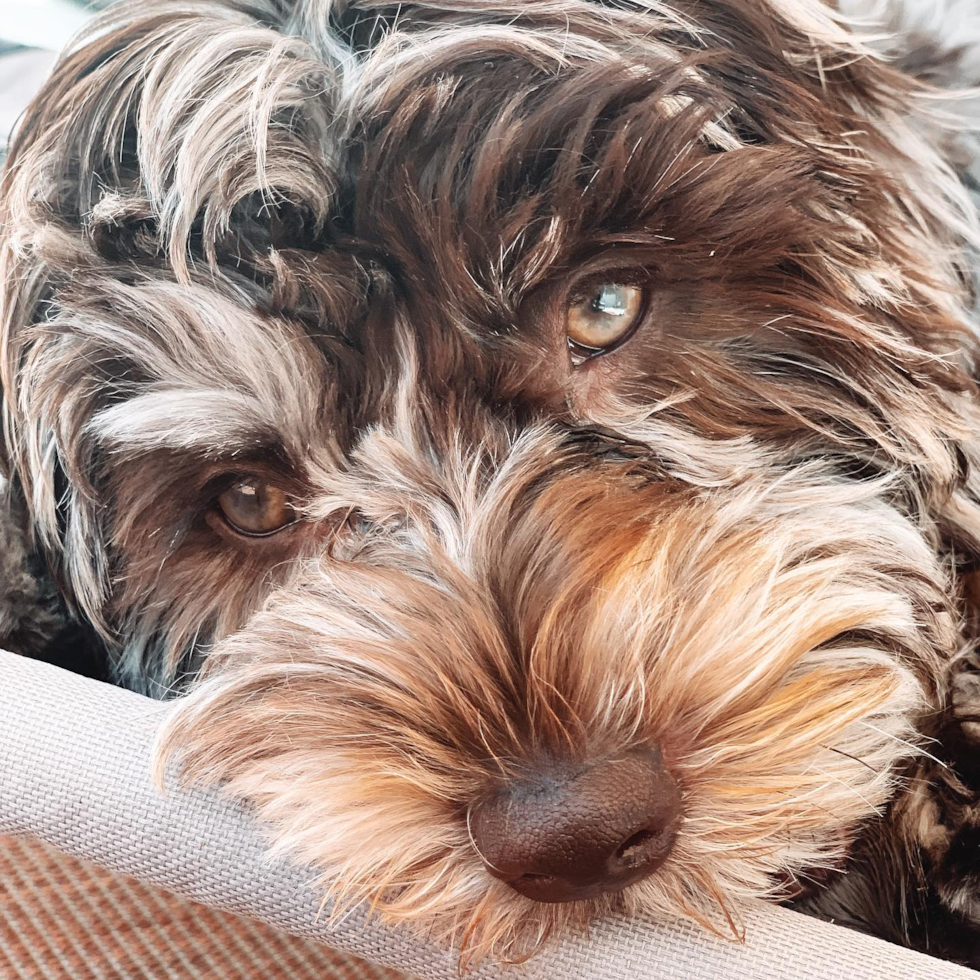 Stamford Mini Labradoodle Pup