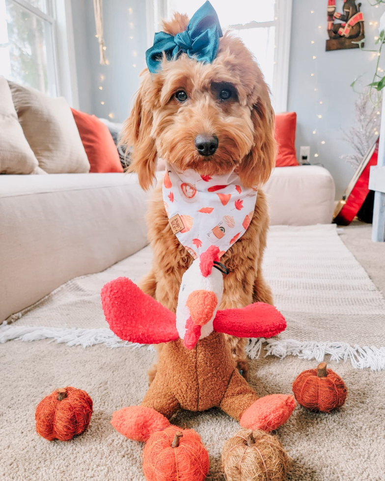 Friendly Mini Goldendoodle Pup in Hopatcong NJ