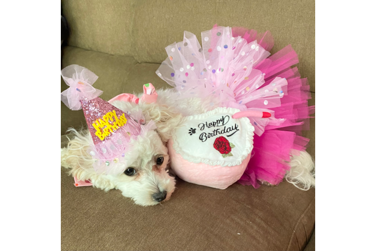 Maltipoo Pup Being Cute