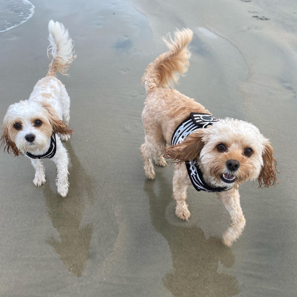 Small Cavachon Pup in Los Angeles CA