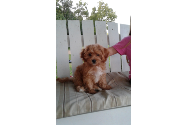 Cavapoo Pup Being Cute