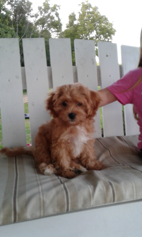 Popular Cavapoo Poodle Mix Pup