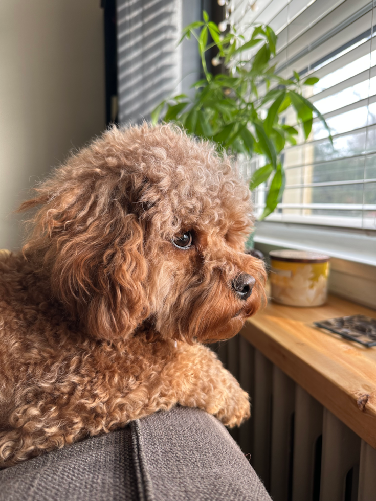 Cavapoo Pup