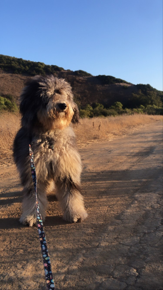 Energetic Sheep Dog Poodle Mix Pup