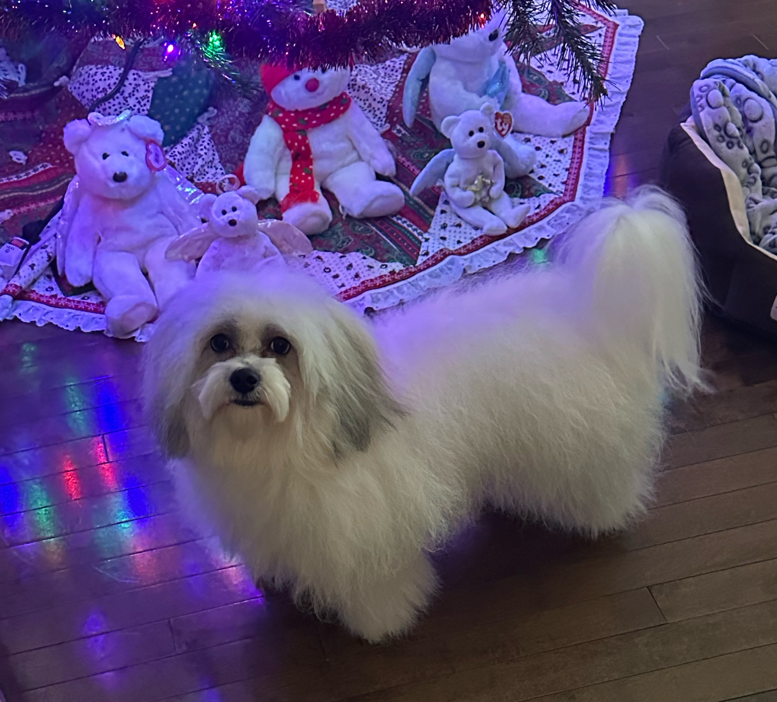 Hypoallergenic Shi Chon Designer Puppy