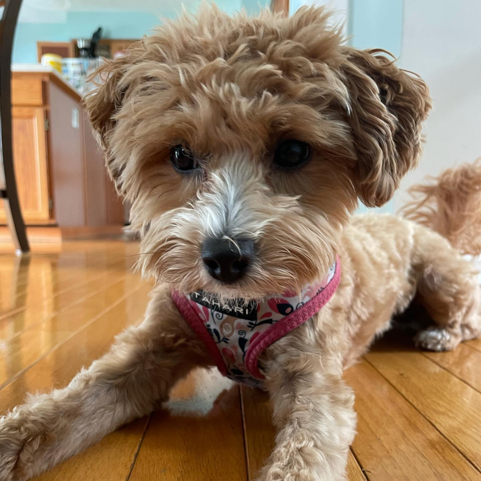 Happy Maltipoo Pup in Cheswick PA