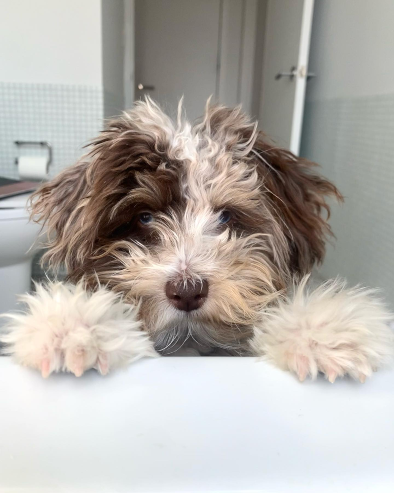 Playful Aussiepoo Poodle Mix Pup