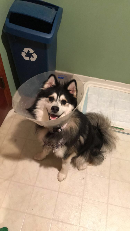 Pomsky Being Cute