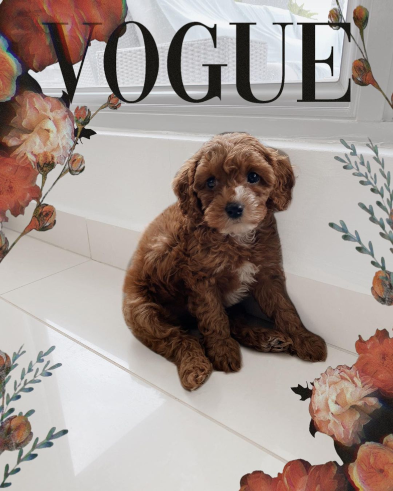 Small Cavapoo Pup in Florida FL