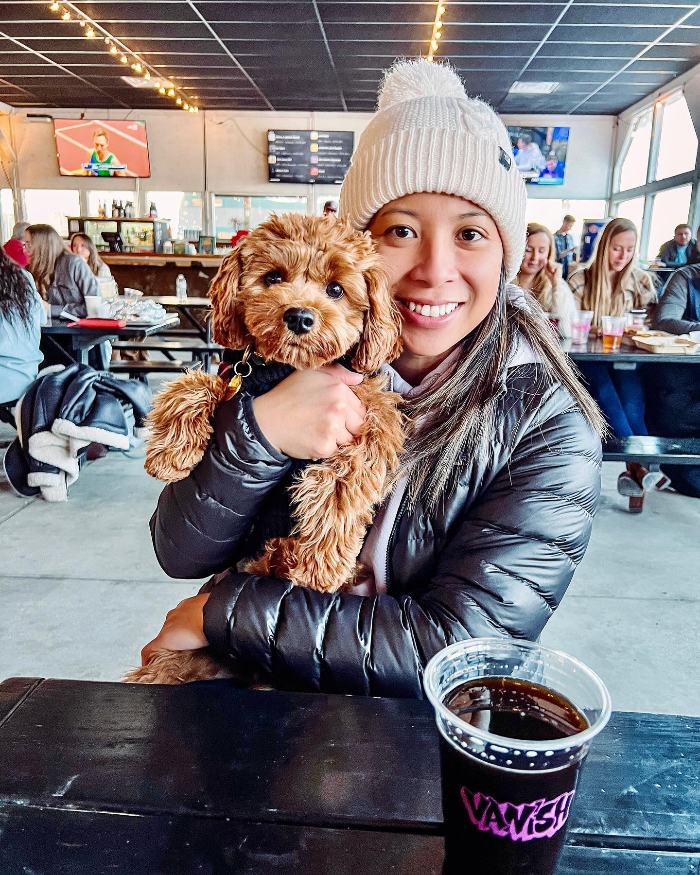 Small Cavapoo Baby