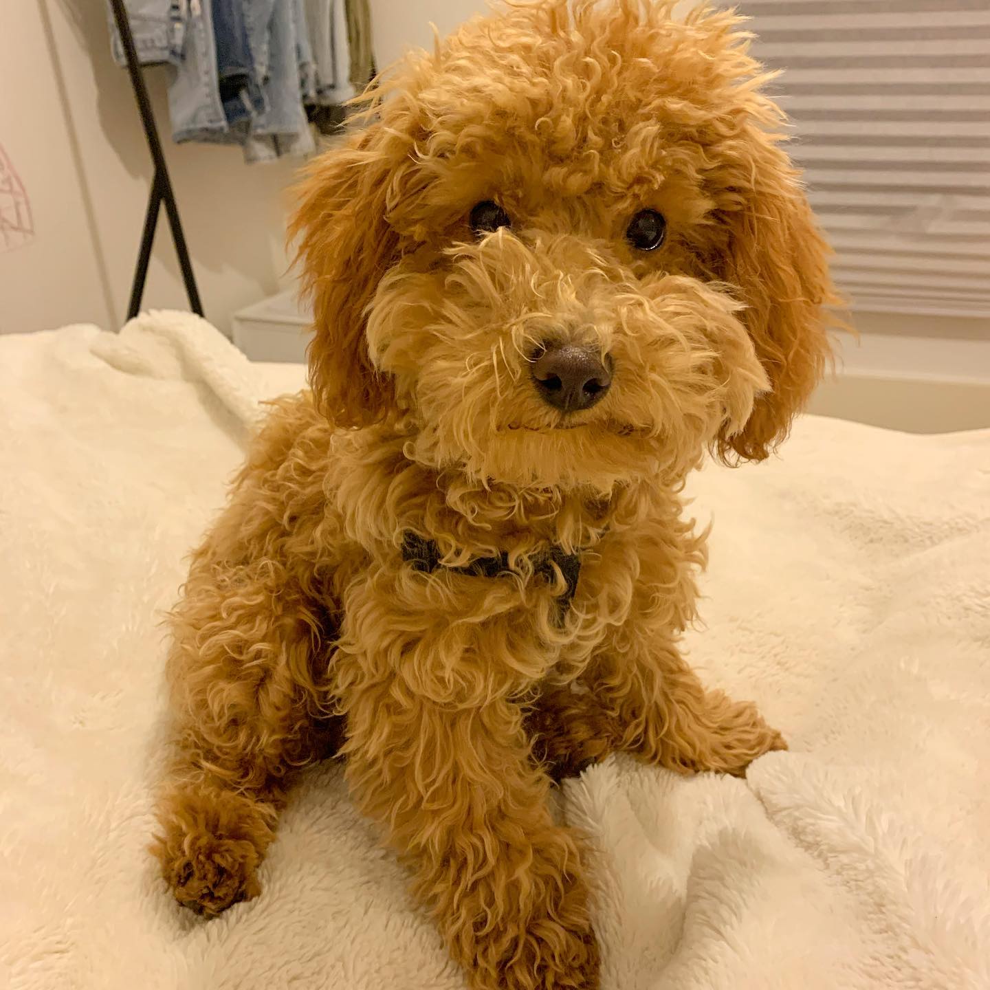 Hypoallergenic Poodle Oz: 2lb 13oz Purebred Puppy Hypoallergenic Poodle Oz: 2lb 13oz Purebred Puppy