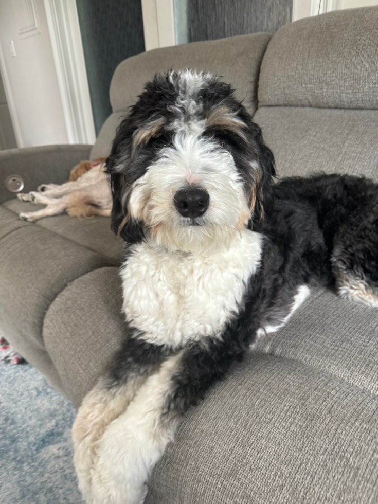 Mini Bernedoodle Pup