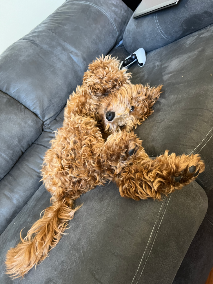 Cute Mini Goldendoodle Pup in