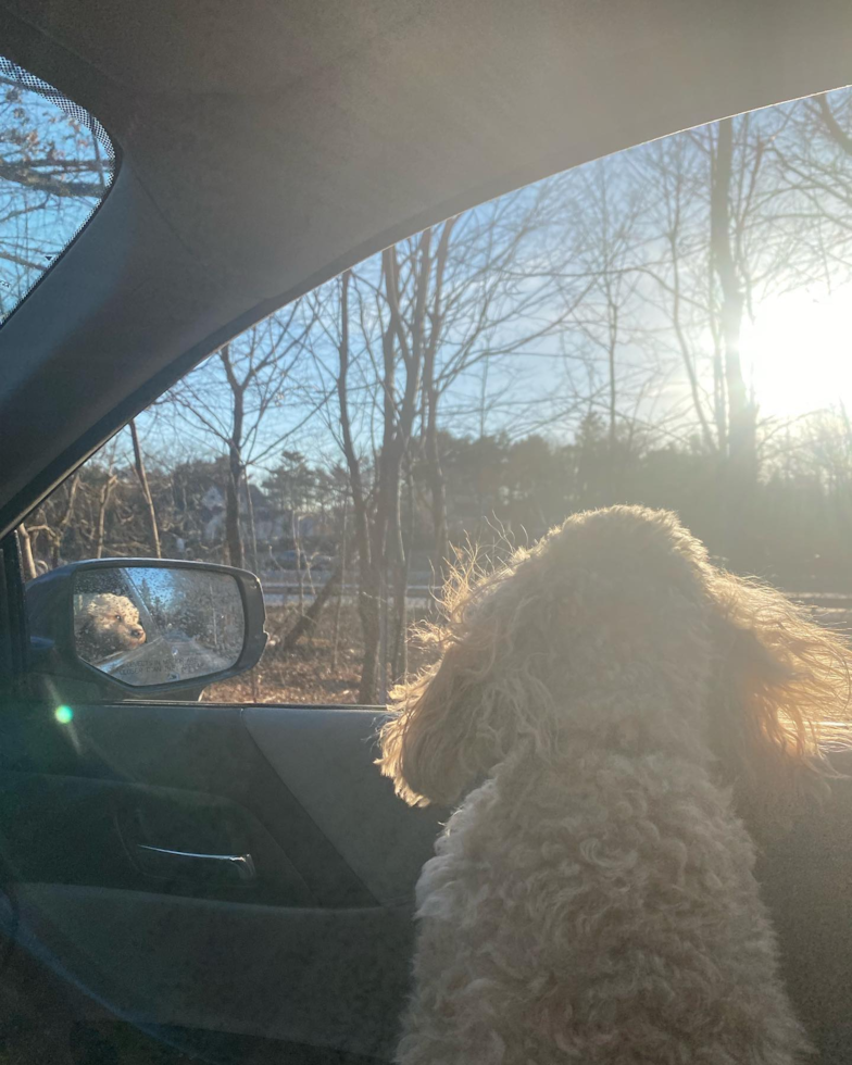 Happy Cavapoo Pup in Wilmington MA